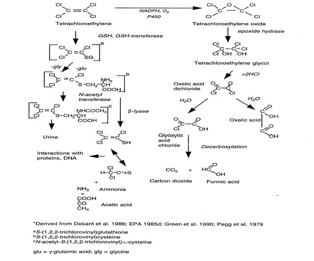 테트라클로로에틸렌의 주요 대사경로