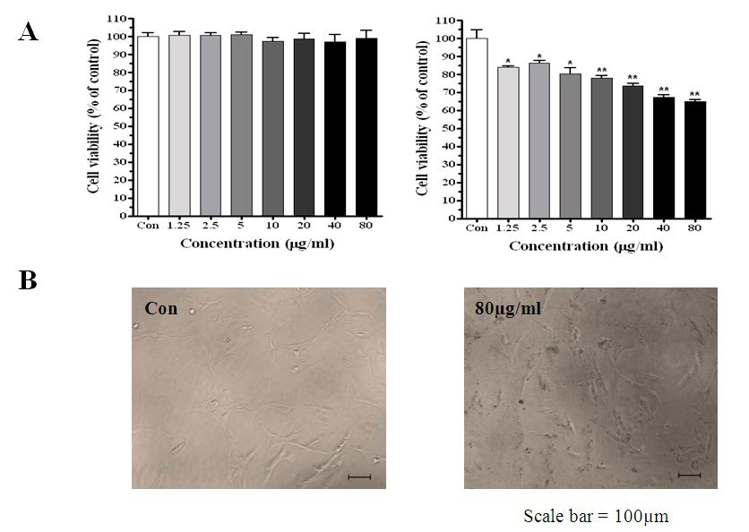 Cytotoxicity of lung cell