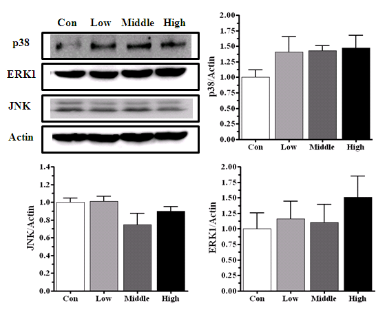 Protein expression related to MAPK signal transduction pathway