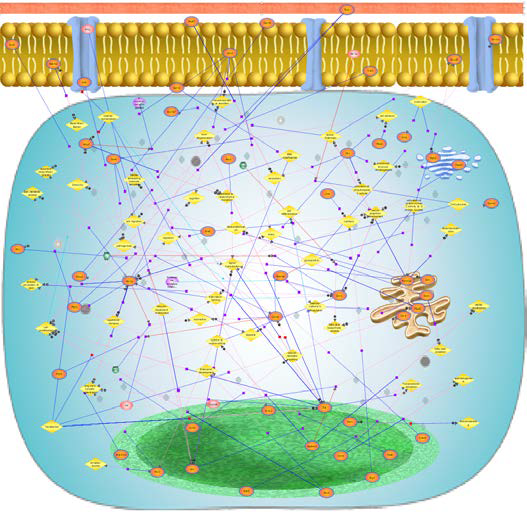 Genetic networks exposed to aluminium oxide in rat brain