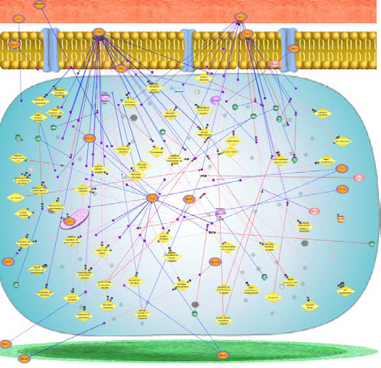 Genetic networks exposed to aluminium oxide in rat kidney