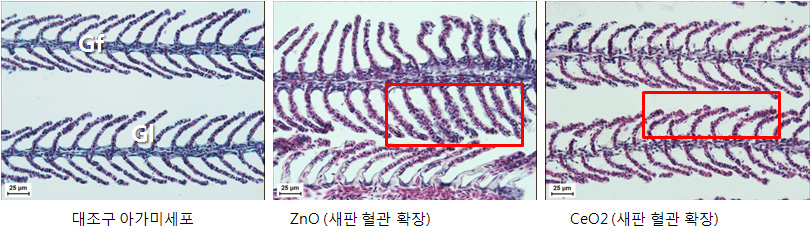 Histophathology of gill cell in zebrafish