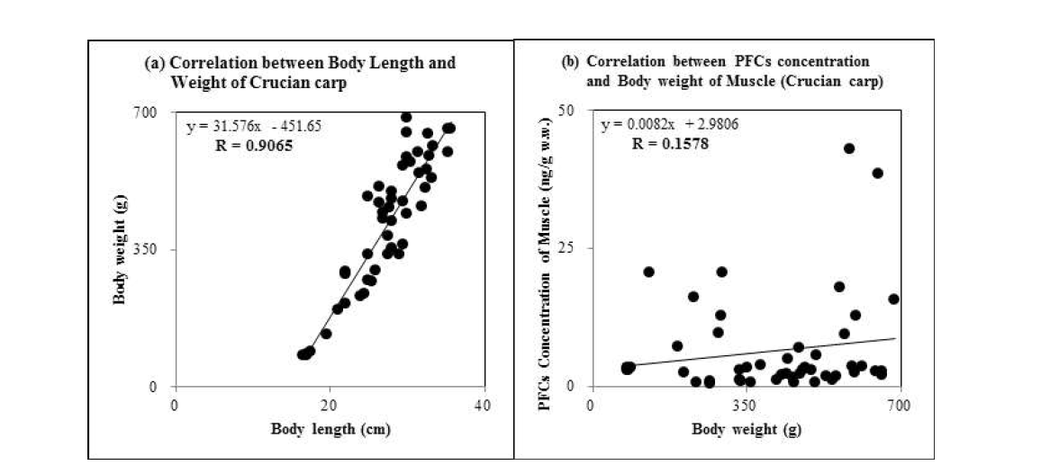 Correlation between body length and weight of crucian carp(a), and between body weight and PFCs concentrations in the muscle of crucian carp(b)