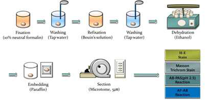 Process of light microscopy.