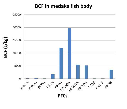 Bioconcetration factor in medaka fish body.