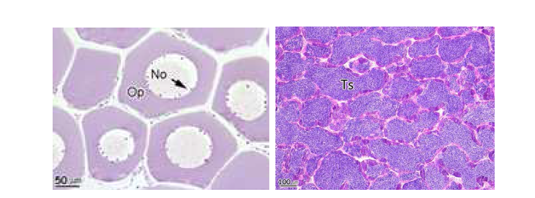 Photomicrographs of ovary (left) and testis (right) of crucian carp, Carassius auratus. No: nucleolus, Op: ooplasm, Ts: testicular tissue.