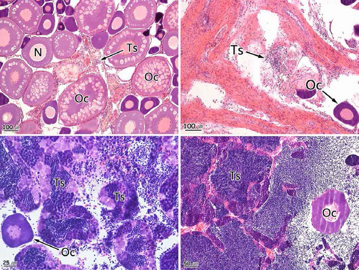 Photomicrographs of intersex gonad of crucian carp, Carassius auratus. Oc: oocyte, Ts: testicular tissue.