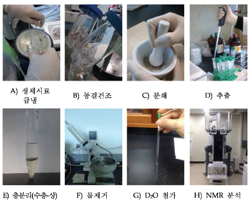 Sample extraction and preparation for the NMR(Nucleo Magnetic Resonance) measurement.