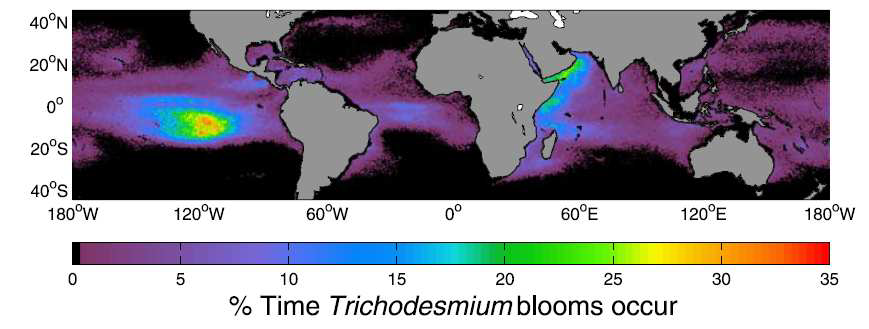 Percent of time Trichodesmium blooms are present as estimated from SeaWiFS