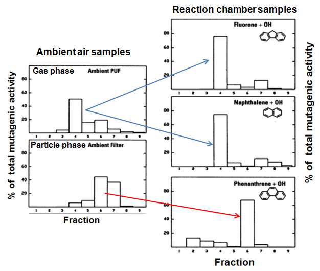 실제 대기 시료에서 추출한 오염물질들 (왼쪽)과 반응 챔버에서 기체상 PAHs의 OH 라디칼의 광화학반응에서 생성된 이차물질들 (오른쪽)의 돌연변이적 활성도