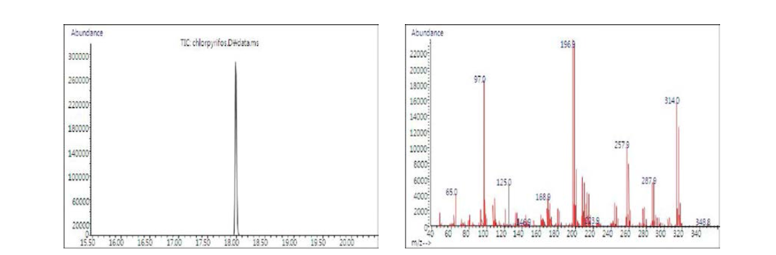 분석대상 농약의 단성분 Chromatogram 및 mass spectra : Chlorpyrifos