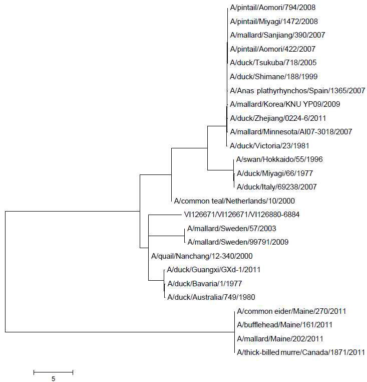 Phylogenetic relationship of H1 genes of H1N1 subtype viruses.