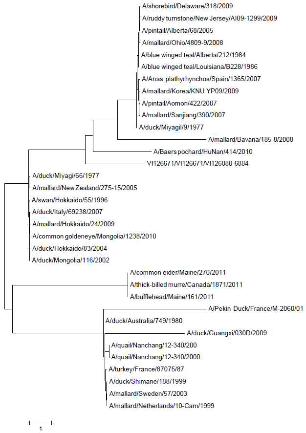 Phylogenetic relationship of N1 genes of H1N1 subtype viruses.