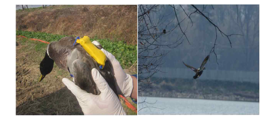 Mallard and spot-billed duck with satellite tracker