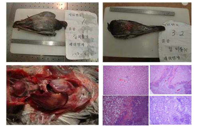 Autopsy and confirmation of the lesion in pigeon