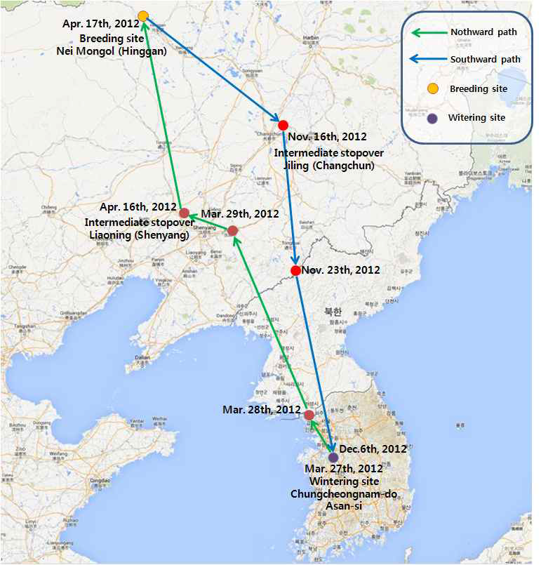 Migration route between wintering site and breeding site of mallard