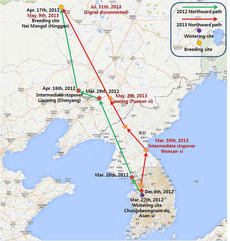 Pathways of mallard(ID No. 108917) moving northward in 2012 and 2013