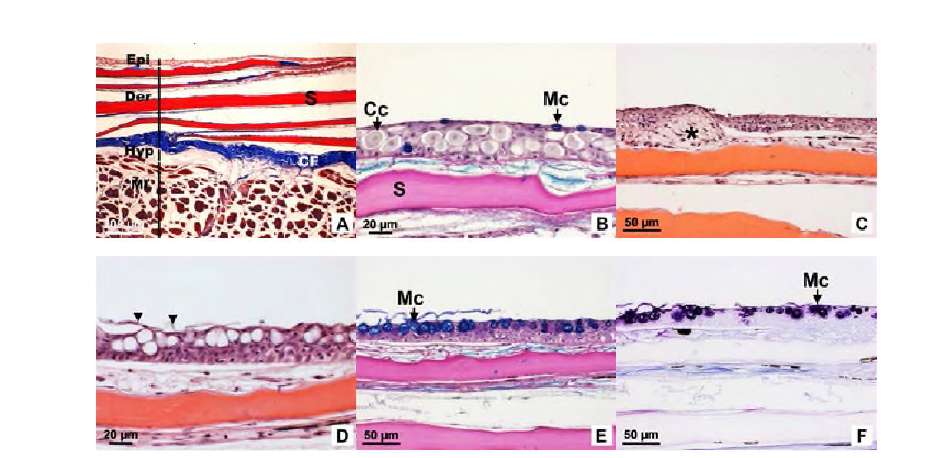 LM of skin damage of the C carpio exposed to nZnO for 12 weeks.