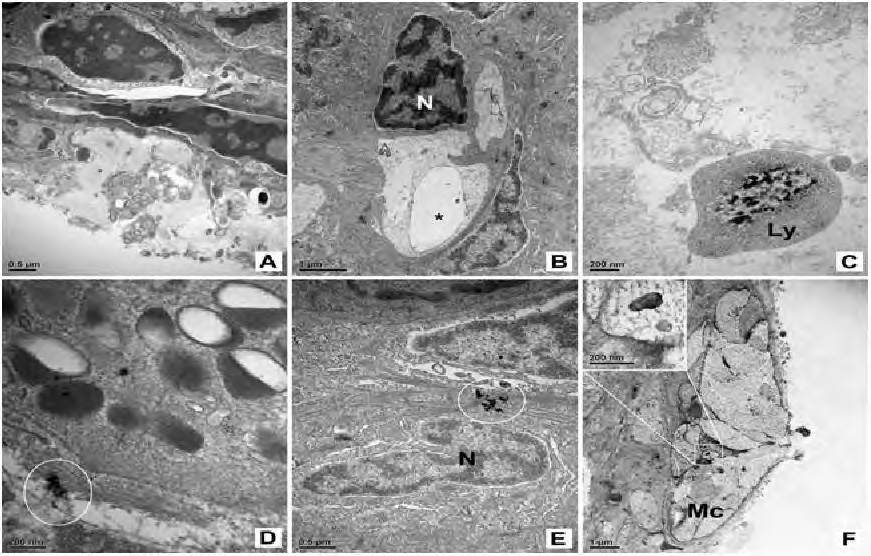 TEM of skin damage of the C carpio exposed to nZnO for 12 weeks.