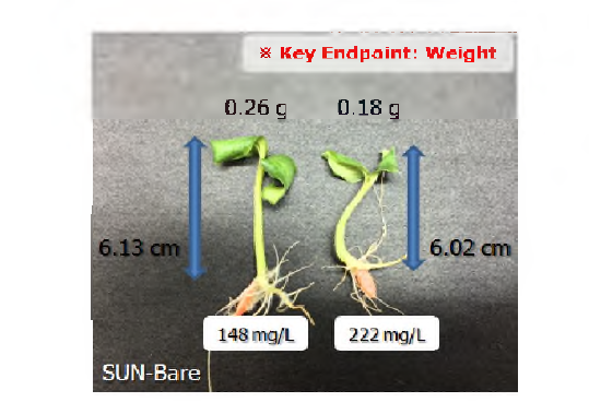 Effect of nZnO on morphology of Cucumis sativus by toxicity test using filter paper.