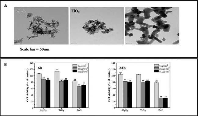 TEM and cytotoxicity analysis of nanomaterials. A: TEM image. B: MTT assay