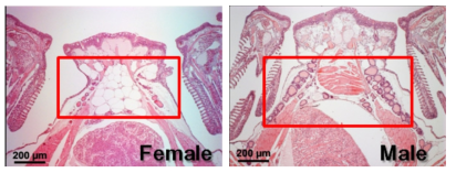 Histological observation of the thyroid gland in the medaka.