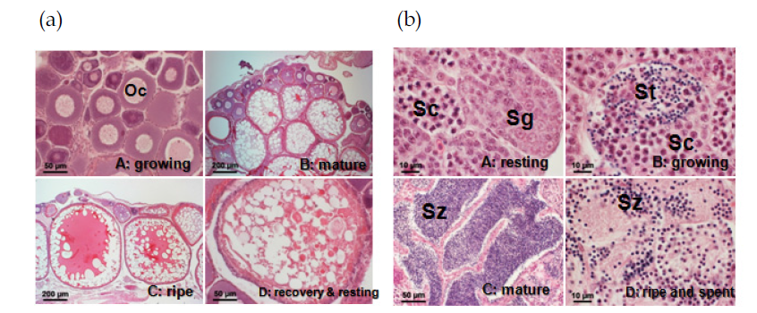 Ovarian(a) and testis(b) development stage of the medaka