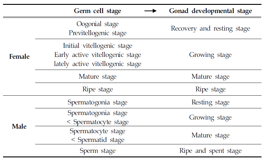 Gonad developmental stage of the medaka