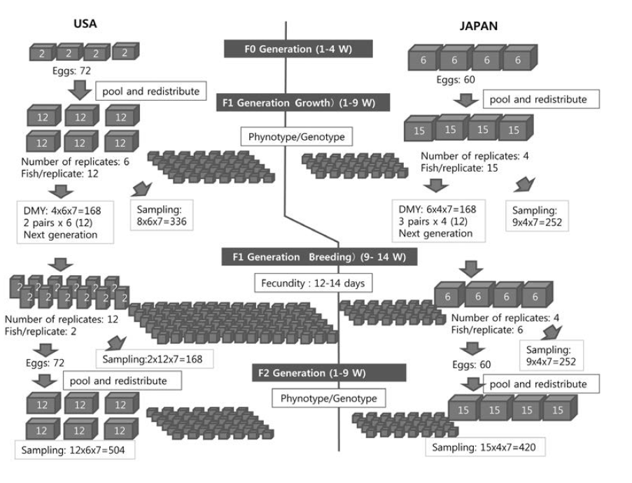 Diagram of fish multi-generation toxicity tests in USA and Japan.