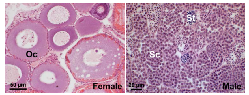 Light microscope of female and male gonad in the medaka of control group.