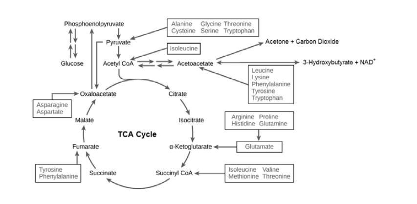 Various amino acids related to TCA cycle.