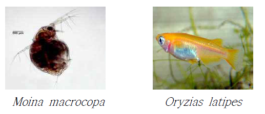 Test species for Daphnia and fish (sub)chronic toxicity test.