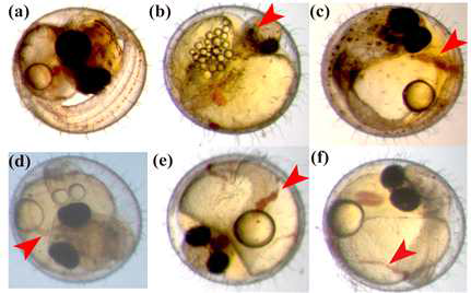 Developmental disorders in Oryzias latipes embryo exposed to MC-LR