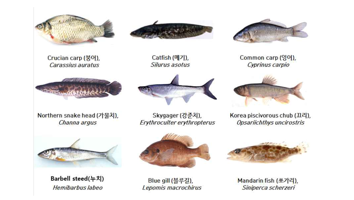 Target fish species.