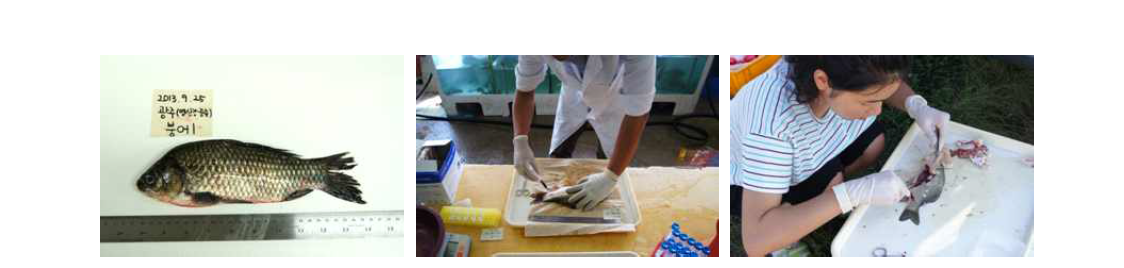 Pre-treatment process of fish samples.