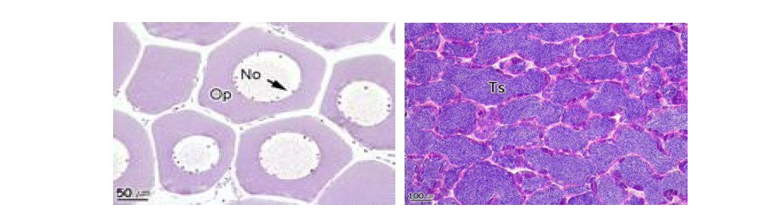 Ovary (left) and testis (right) of crucian carp (Carassius auratus).