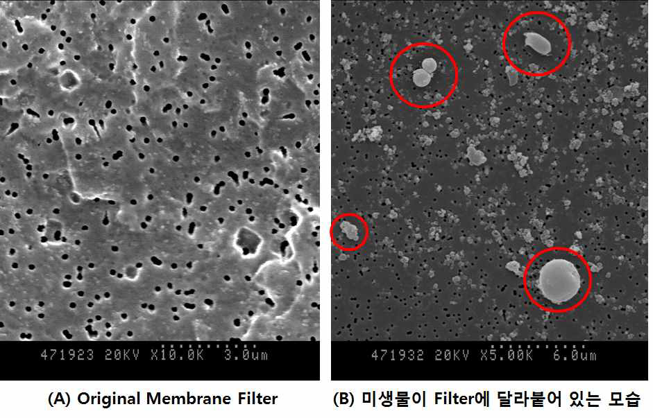 유기성 track-etched membrane filter의 포집 전 표면(A)과 포집 후 표면(B)의 SEM 촬영 결과