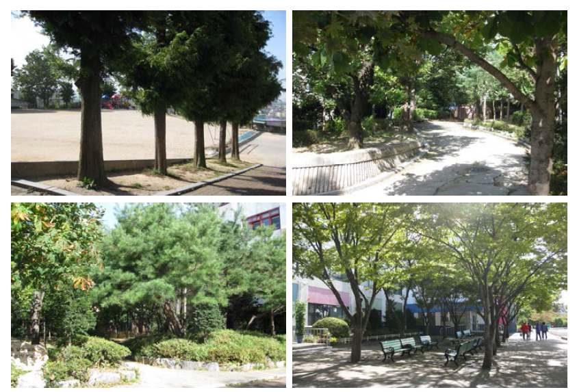 운동장 입구에서부터 학교 전체에 조성된 H교의 학교 숲