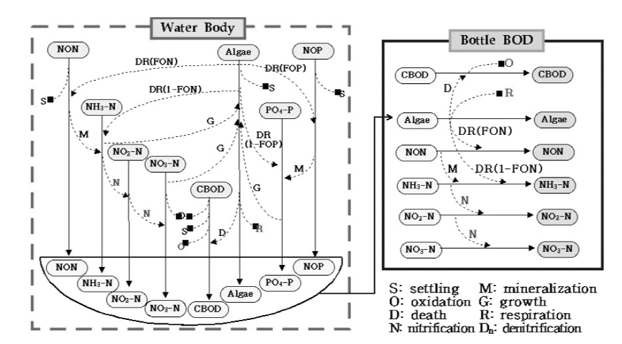 QUALKO2의 수질항목 간 수중 반응 기작 모식도