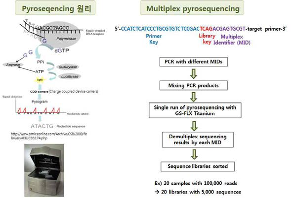 Pyrosequencing 방법에 의한 미생물 군집 구조 분석 원리