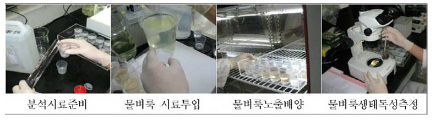 Procedure of Daphnia toxicity test.