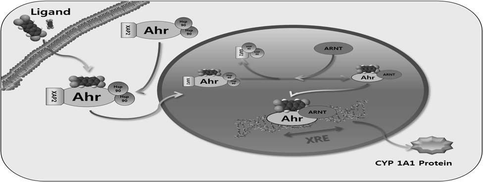 The aryl hydrocarbon receptor(AHR)-signaling pathway.