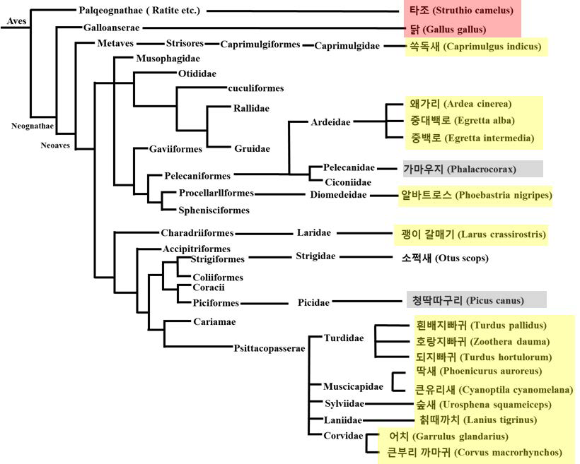 Dioxin sensitivity types of AHR1 in avian phylogenetic tree