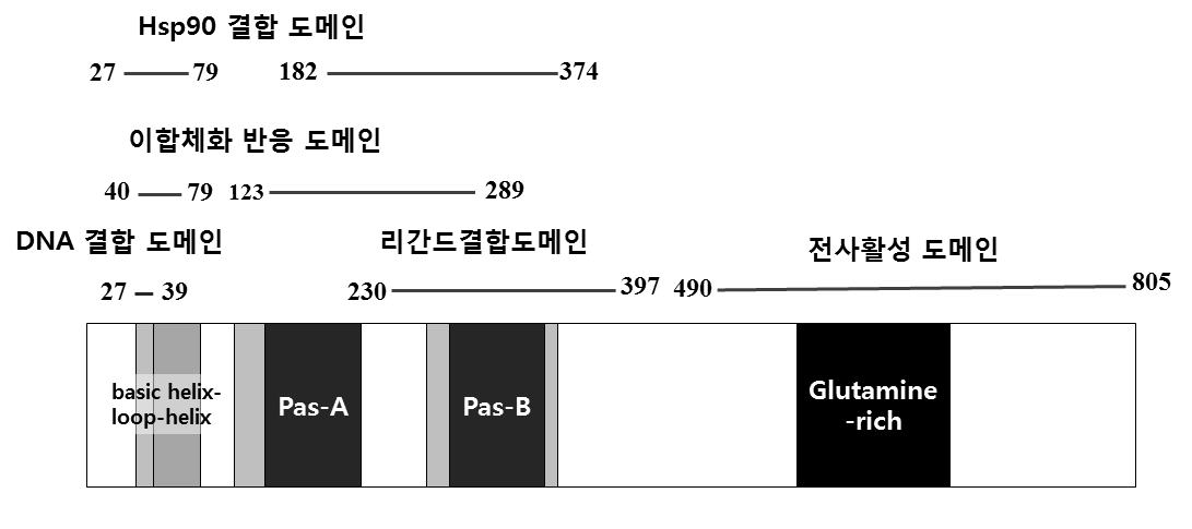 Functional domains of the aryl hydrocarbon receptor