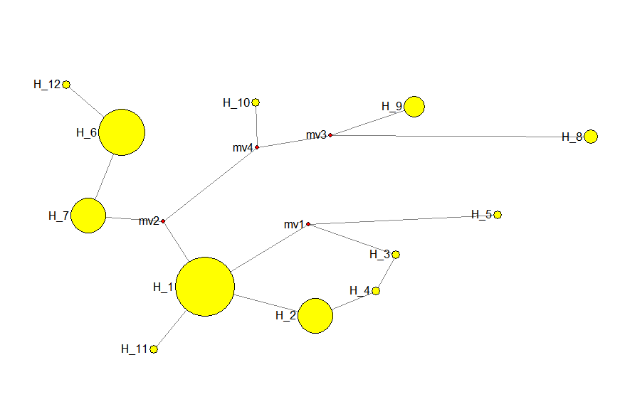 cyt-b haplotype of White Wagtail in Ulleungdo by haplotype network.