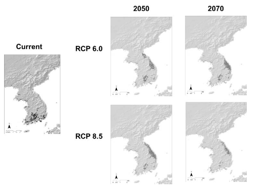 Prediction of distribution of Stewartia pseudocamellia under climate change.