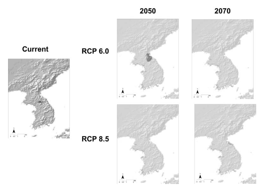 Prediction of distribution of Berberis koreana under climate change.