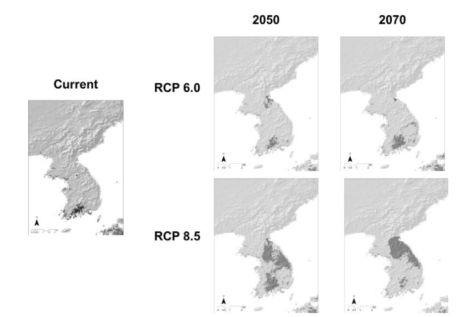 Prediction of distribution of Corylopsis coreana under climate change.