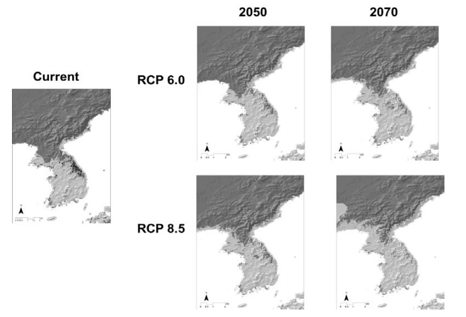 Prediction of distribution of Acer tegmentosum under climate change.