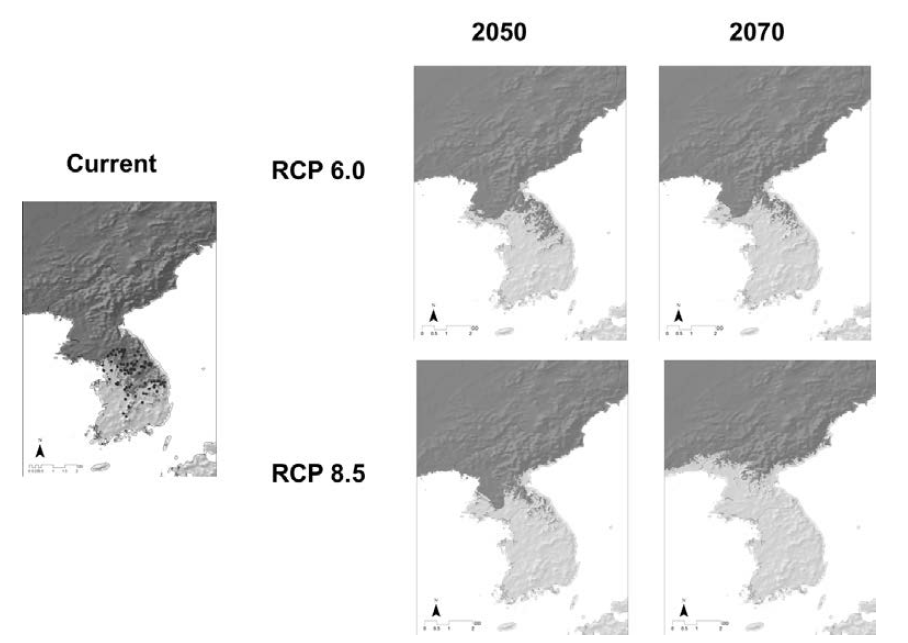 Prediction of distribution of Spiraea salicifolia under climate change.